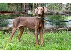 Dog for adoption - DEZI, a Doberman Pinscher