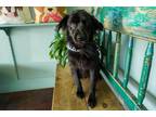 Dog for adoption - Panther, a Flat-Coated Retriever Mix
