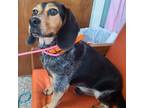 Dog for adoption - Pickle, a Beagle Mix