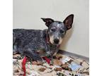 Dog for adoption - Luster, an Australian Cattle Dog / Blue Heeler Mix