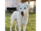 Dog for adoption - Linus, a Great Pyrenees
