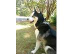 Dog for adoption - Kai, a Husky