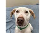 Dog for adoption - Steele, an Irish Setter & Labrador Retriever Mix