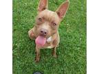 Dog for adoption - 176383 Charlie, a Patterdale Terrier / Fell Terrier &