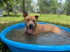 Adopt Malia a Red/Golden/Orange/Chestnut - with White Mixed Breed (Medium) /