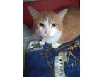 Adopt Bob a Domestic Shorthair / Mixed (short coat) cat in Bourbonnais