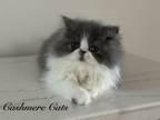 Pure Persian Dilute