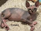 Beautiful Sphynx Kittens