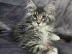 Willow