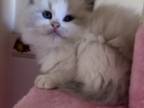 Beautiful Blue Bicolor Ragdoll Kittens