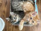 Traditional Hypoallergenic Litter