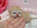Golden Shaded British Shorthair Girl