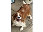 Dog for adoption - Lady May, a Cavalier King Charles Spaniel