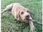 Dog for adoption - Cindy Brady, a Labrador Retriever & Husky Mix