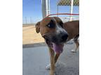 Dog for adoption - BRENDON (Available August 16, 2024), a Labrador Retriever &