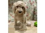 Dog for adoption - Standard Poodle Puppy, a Poodle
