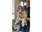 Dog for adoption - Rule Puppies, a Collie & Husky Mix