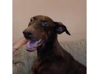 Dog for adoption - Canella, a Doberman Pinscher