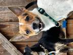 Dog for adoption - Leo, a Fox Terrier