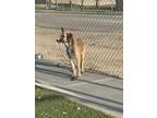 Dog for adoption - SHAY Available August 9, 2024), a Shepherd & Border Terrier
