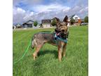 Dog for adoption - Laramie, a Mixed Breed