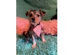 Dog for adoption - MAGALY 4 months 4 pounds, a Yorkshire Terrier Mix