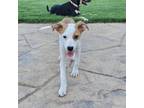 Dog for adoption - Clementine, a Labrador Retriever & Hound Mix