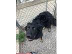 Dog for adoption - Grinnell, a Mixed Breed