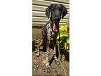 Dog for adoption - Simone, a Standard Poodle