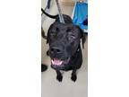 Dog for adoption - June, a Black Labrador Retriever Mix