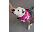 Allie, American Staffordshire Terrier For Adoption In Boardman, Ohio