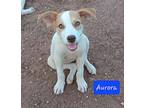 Dogs - All Breeds, All Ages, Labrador Retriever For Adoption In Earlsboro