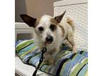Dutch, Jack Russell Terrier For Adoption In Memphis, Tennessee