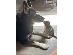 Sally, Labrador Retriever For Adoption In Las Vegas, Nevada
