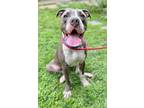 Rascal, American Pit Bull Terrier For Adoption In Voorhees, New Jersey