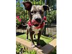 Skye, American Staffordshire Terrier For Adoption In Redlands, California