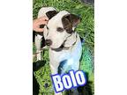 Bolo, Retriever (unknown Type) For Adoption In Harper, Texas