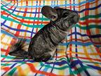 Sumo, Chinchilla For Adoption In Montclair, California