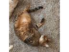 Patty, Ocicat For Adoption In Snow Hill, Maryland