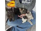 Kittens, Domestic Shorthair For Adoption In Chicago, Illinois