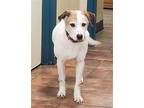 Jax, Parson Russell Terrier For Adoption In Amarillo, Texas