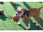 Reeses, American Pit Bull Terrier For Adoption In Loxahatchee, Florida
