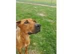 Nellie, Doberman Pinscher For Adoption In Archbold, Ohio