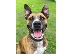Farrah, American Staffordshire Terrier For Adoption In San Antonio, Texas