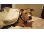 Perseus (foster), American Pit Bull Terrier For Adoption In Cleveland, Ohio