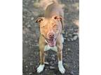 Amelia (millie), Labrador Retriever For Adoption In Little Rock, Arkansas