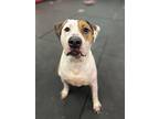 Baby Huey, American Pit Bull Terrier For Adoption In Vernon Hills, Illinois