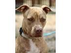 Mrs. Jones, American Staffordshire Terrier For Adoption In San Antonio, Texas