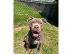 Pinky, American Staffordshire Terrier For Adoption In Stamford, Connecticut