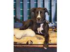 Ellie, Labrador Retriever For Adoption In Amarillo, Texas